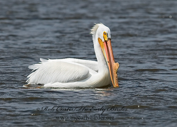 Pelecanus erythrorhynchos  AMERICAN WHITE PELICAN 7002109z
