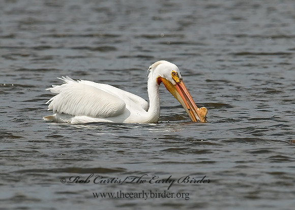 Pelecanus erythrorhynchos  AMERICAN WHITE PELICAN 7002112z