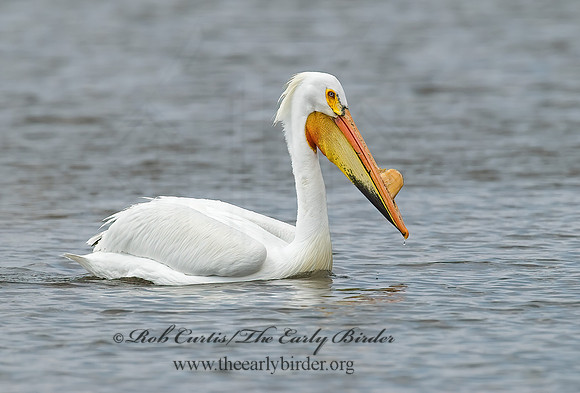 Pelecanus erythrorhynchos  AMERICAN WHITE PELICAN 7002116z