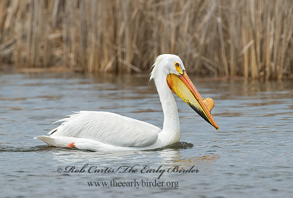 Pelecanus erythrorhynchos  AMERICAN WHITE PELICAN 7002118z
