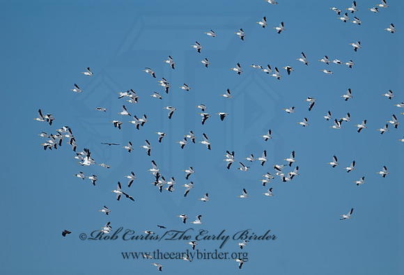 Pelecanus erythrorhynchos  AMERICAN WHITE PELICAN 7014061z