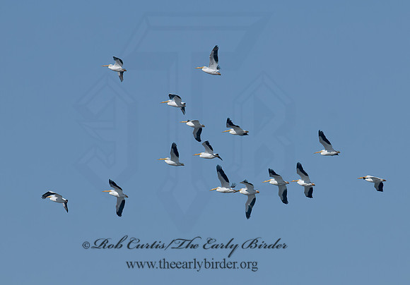Pelecanus erythrorhynchos  AMERICAN WHITE PELICAN 7014069z