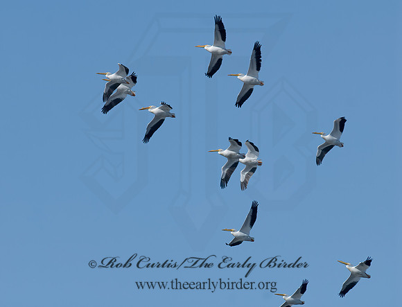 Pelecanus erythrorhynchos  AMERICAN WHITE PELICAN 7014071z
