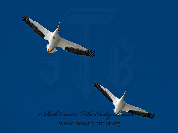 Pelecanus erythrorhynchos  AMERICAN WHITE PELICAN 8000363z