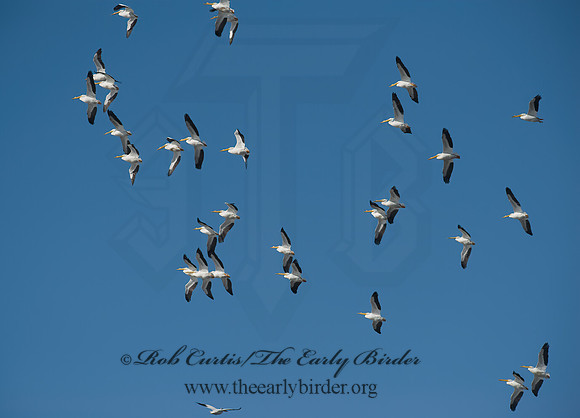 Pelecanus erythrorhynchos  AMERICAN WHITE PELICAN 8000357z