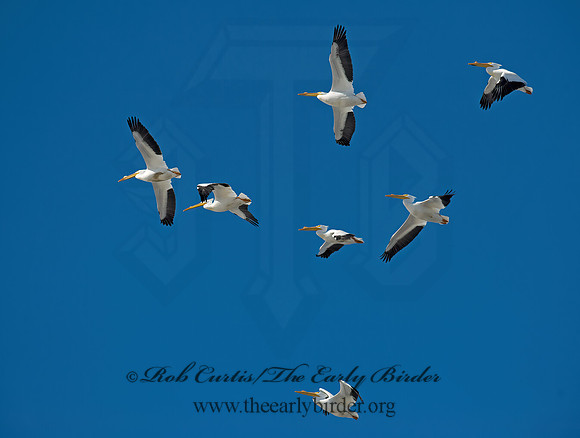 Pelecanus erythrorhynchos  AMERICAN WHITE PELICAN 8000361z