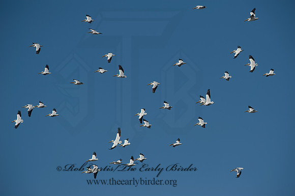 Pelecanus erythrorhynchos  AMERICAN WHITE PELICAN 8000359z
