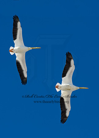Pelecanus erythrorhynchos  AMERICAN WHITE PELICAN 8000365z
