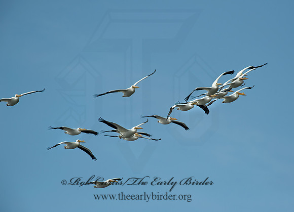Pelecanus erythrorhynchos  AMERICAN WHITE PELICAN 8000719z