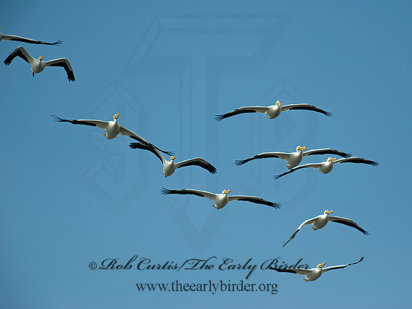 Pelecanus erythrorhynchos  AMERICAN WHITE PELICAN 8000720z