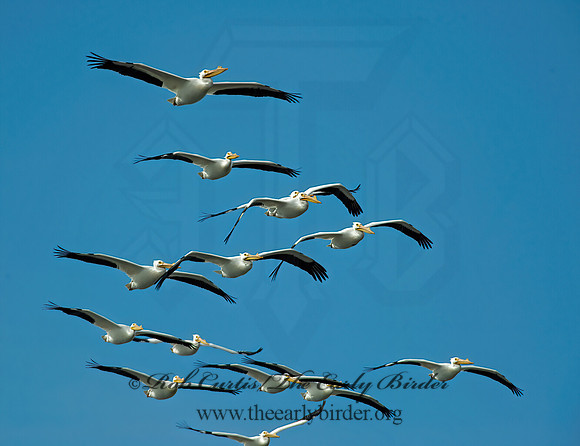 Pelecanus erythrorhynchos  AMERICAN WHITE PELICAN 8000721z