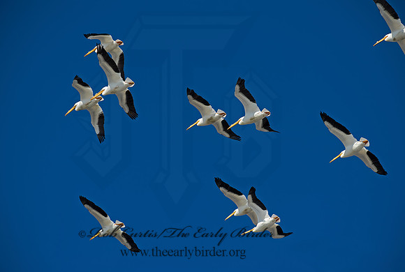 Pelecanus erythrorhynchos  AMERICAN WHITE PELICAN 8000367z