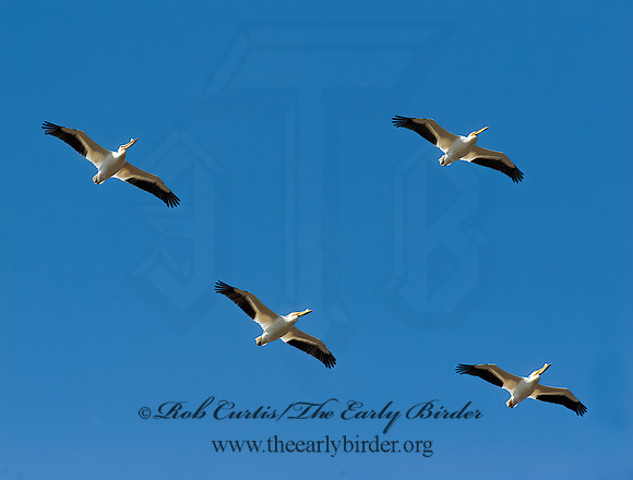 Pelecanus erythrorhynchos  AMERICAN WHITE PELICAN 8012079z