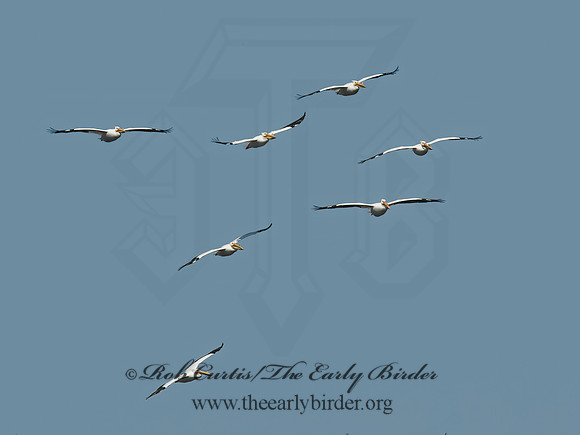 Pelecanus erythrorhynchos  AMERICAN WHITE PELICAN 8012085z