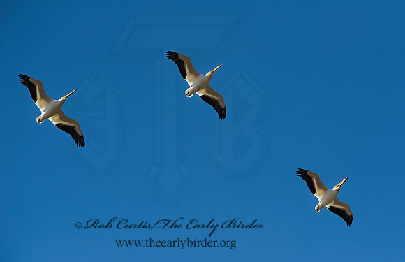 Pelecanus erythrorhynchos  AMERICAN WHITE PELICAN 8012080z