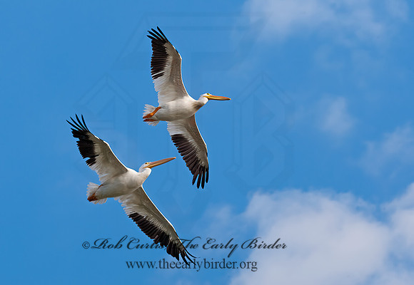Pelecanus erythrorhynchos  AMERICAN WHITE PELICAN 8017604z