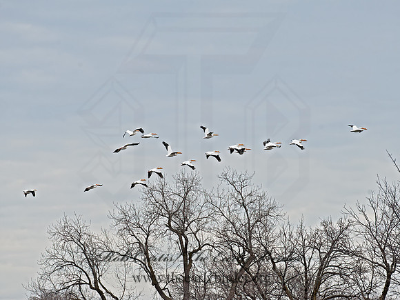 Pelecanus erythrorhynchos  AMERICAN WHITE PELICAN 8035127z