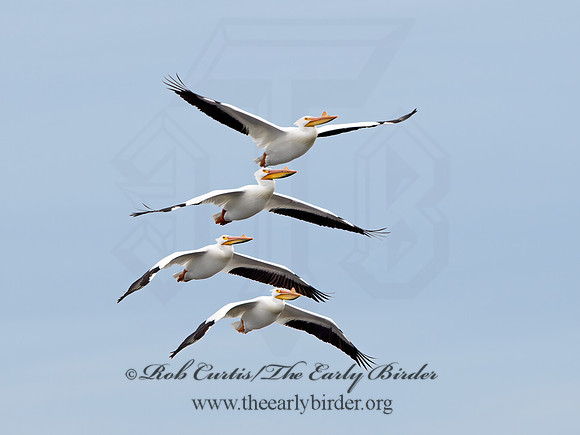 Pelecanus erythrorhynchos  AMERICAN WHITE PELICAN 9036724z