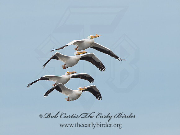 Pelecanus erythrorhynchos  AMERICAN WHITE PELICAN 9036725z