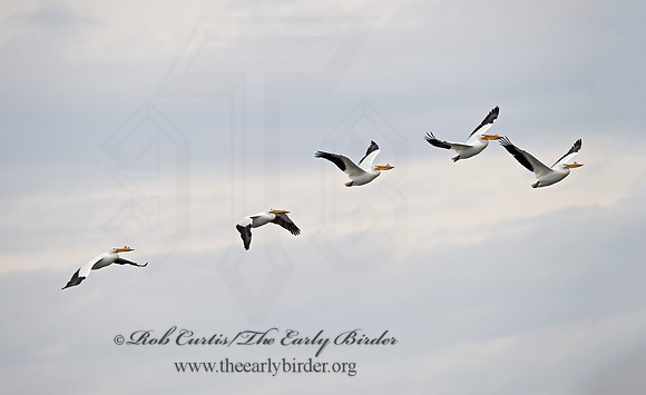 Pelecanus erythrorhynchos  AMERICAN WHITE PELICAN 9036730z