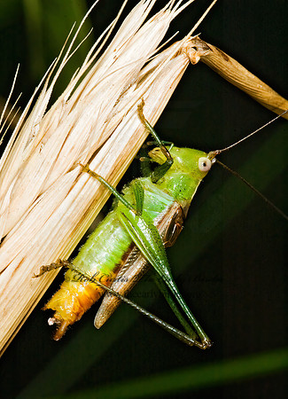 Conocephalus brevipennis  SHORT-WINGED MEADOW GRASSHOPPER  5014786z