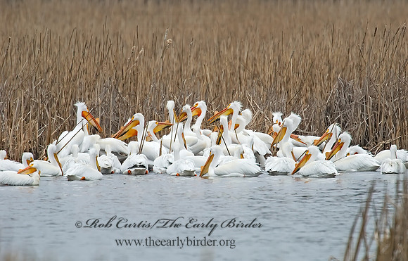 Pelecanus erythrorhynchos  AMERICAN WHITE PELICAN 6022127sz