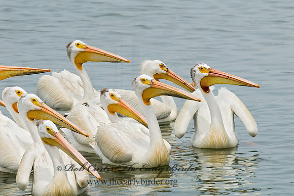 Pelecanus erythrorhynchos  AMERICAN WHITE PELICAN 6022985z