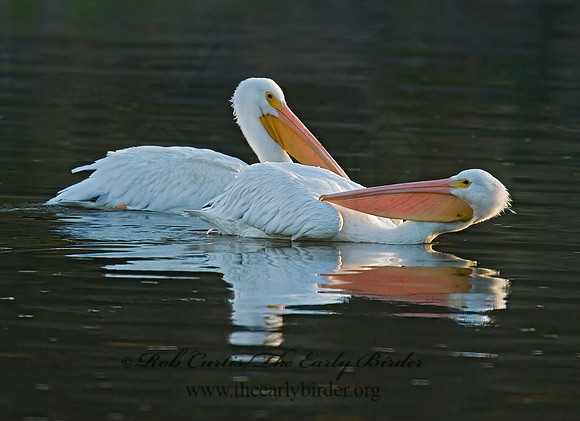 Pelecanus erythrorhynchos  AMERICAN WHITE PELICAN 5016961z