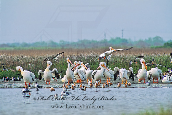 Pelecanus erythrorhynchos  AMERICAN WHITE PELICAN 46631z