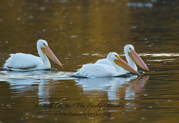 Pelecanus erythrorhynchos  AMERICAN WHITE PELICAN 5016956z