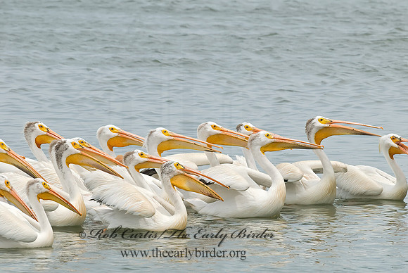 Pelecanus erythrorhynchos  AMERICAN WHITE PELICAN 6022986z