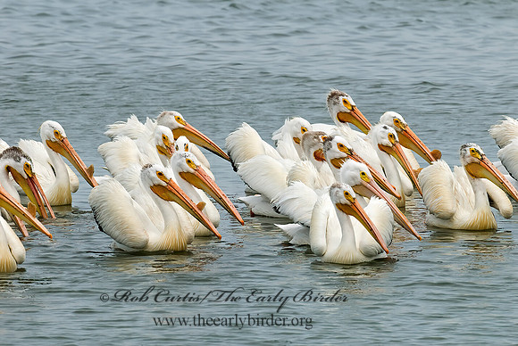 Pelecanus erythrorhynchos  AMERICAN WHITE PELICAN 6022987z