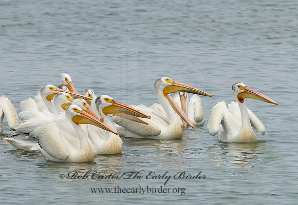 Pelecanus erythrorhynchos  AMERICAN WHITE PELICAN 6022988z