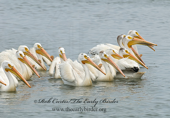 Pelecanus erythrorhynchos  AMERICAN WHITE PELICAN 6022990z