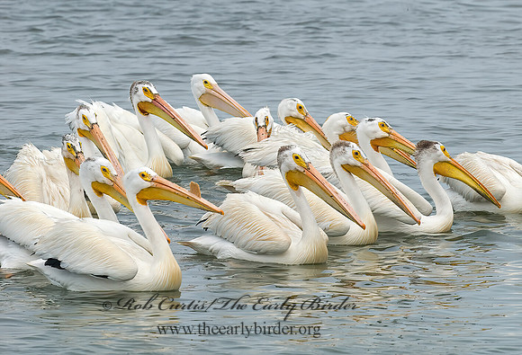 Pelecanus erythrorhynchos  AMERICAN WHITE PELICAN 6022991z