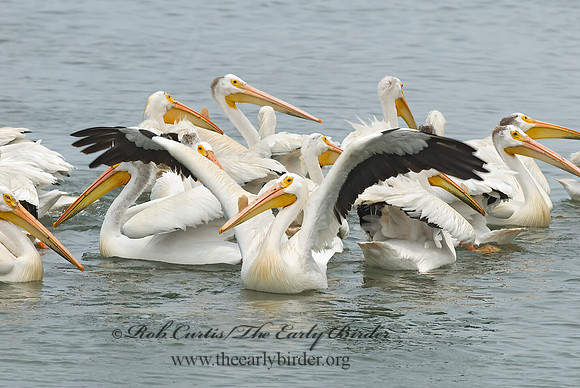 Pelecanus erythrorhynchos  AMERICAN WHITE PELICAN 6022989z