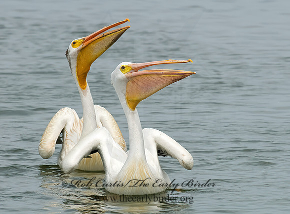 Pelecanus erythrorhynchos  AMERICAN WHITE PELICAN 6022998z