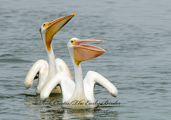 Pelecanus erythrorhynchos  AMERICAN WHITE PELICAN 6022999z