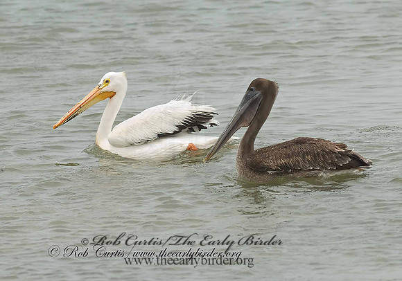 Pelecanus erythrorhynchos  AMERICAN WHITE PELICAN 6023054z
