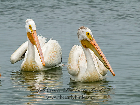Pelecanus erythrorhynchos  AMERICAN WHITE PELICAN 6023000z