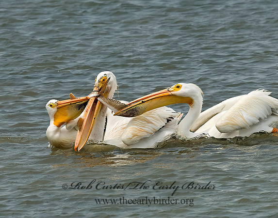 Pelecanus erythrorhynchos  AMERICAN WHITE PELICAN 6023027z