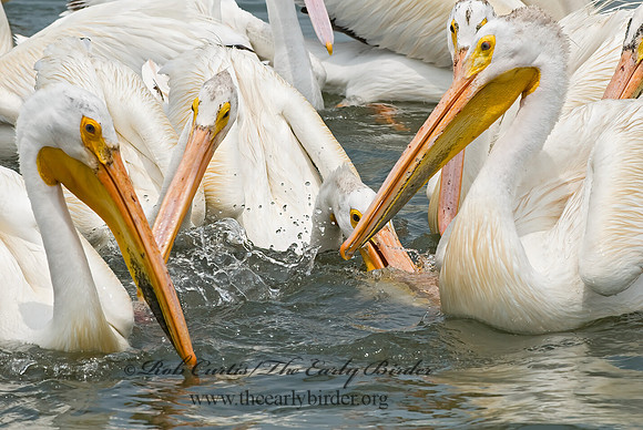 Pelecanus erythrorhynchos  AMERICAN WHITE PELICAN 6023007z