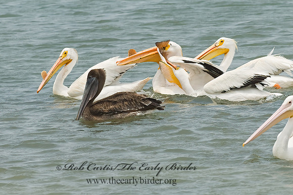 Pelecanus erythrorhynchos  AMERICAN WHITE PELICAN 6023024z
