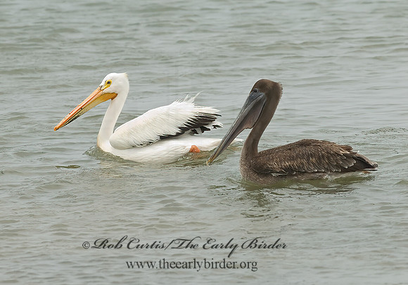 Pelecanus erythrorhynchos  AMERICAN WHITE PELICAN 6023054z