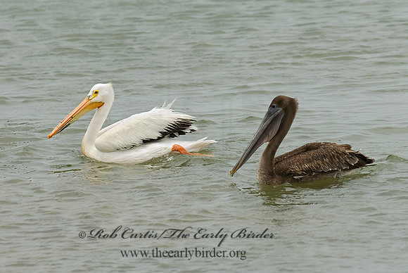 Pelecanus erythrorhynchos  AMERICAN WHITE PELICAN 6023055z
