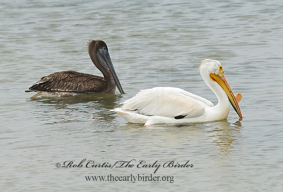 Pelecanus erythrorhynchos  AMERICAN WHITE PELICAN 6023061z