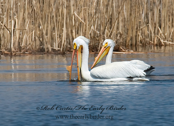 Pelecanus erythrorhynchos  AMERICAN WHITE PELICAN 7002033z