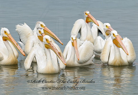 Pelecanus erythrorhynchos  AMERICAN WHITE PELICAN 6023064z