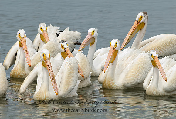 Pelecanus erythrorhynchos  AMERICAN WHITE PELICAN 6023065z