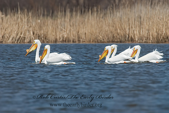 Pelecanus erythrorhynchos  AMERICAN WHITE PELICAN 7002027sz